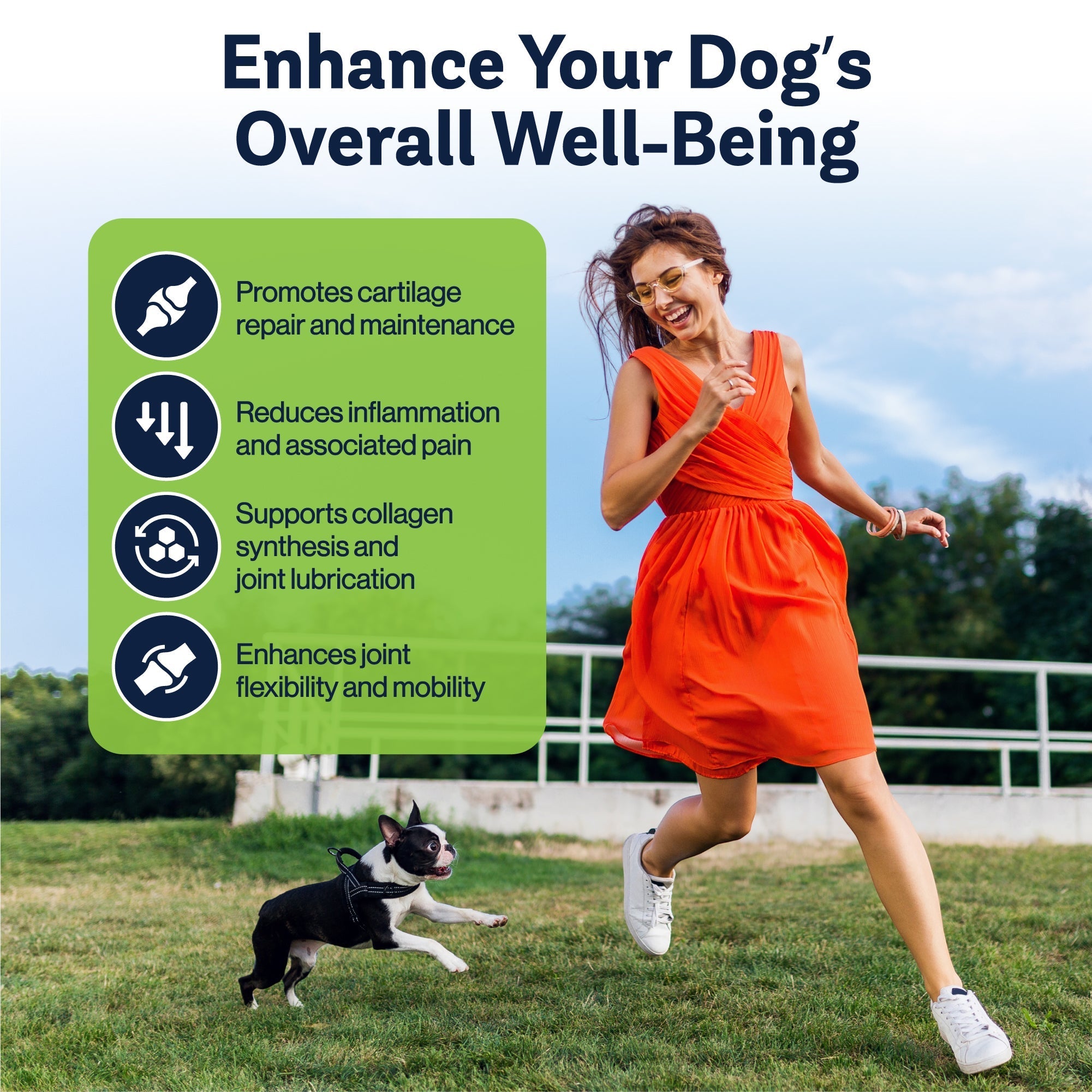 Why Turmeric is the Best Supplement for Your Dog's Health