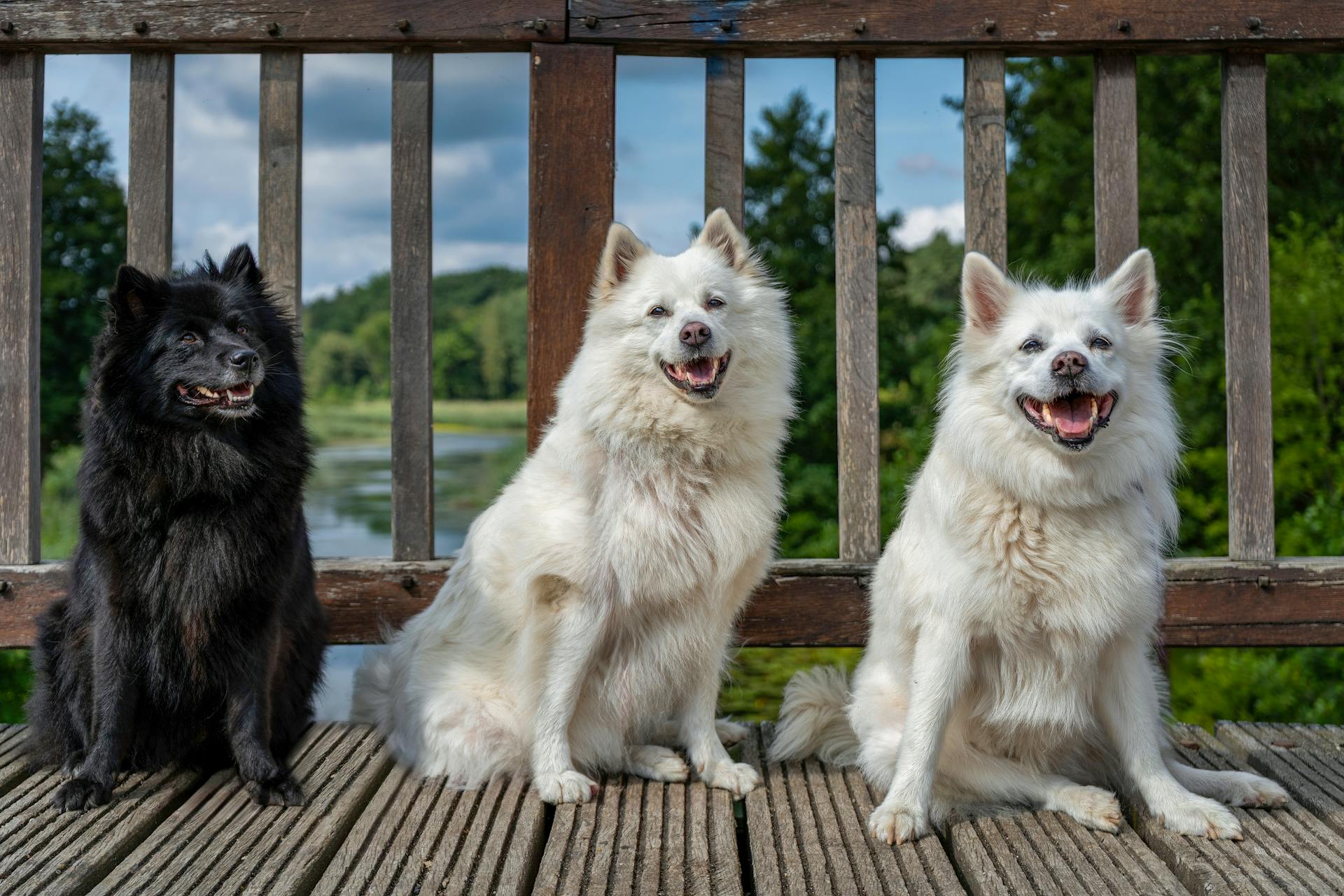 The Ultimate Guide to Keeping Your Pup Happy & Healthy