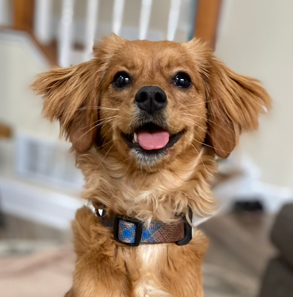 Hip & Joint Supplement